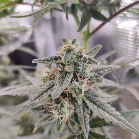 Medusa (Black Runtz) growlog timeline photo