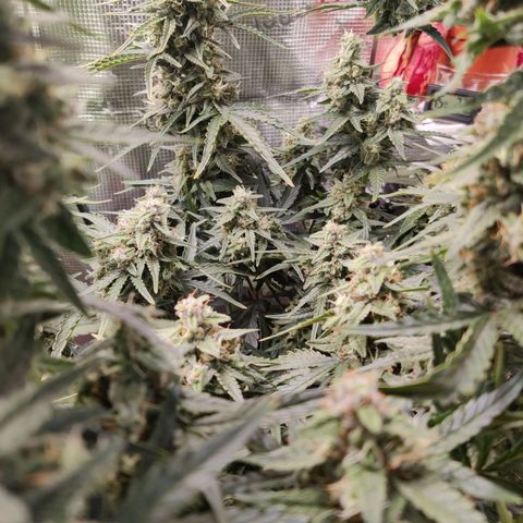 Medusa (Black Runtz) growlog timeline photo
