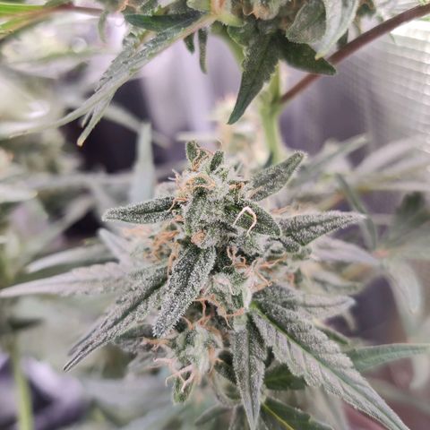 Medusa (Black Runtz) growlog timeline photo
