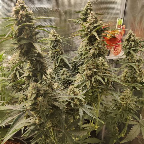 Medusa (Black Runtz) growlog timeline photo