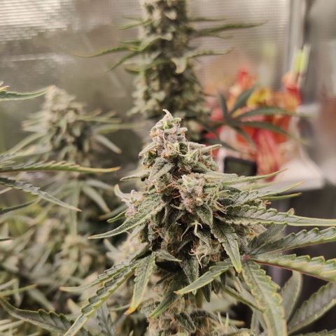 Medusa (Black Runtz) growlog timeline photo