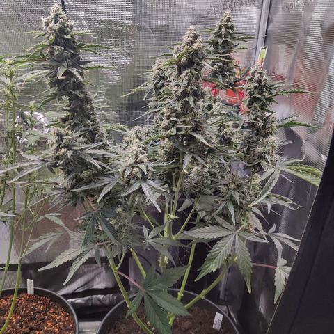 Medusa (Black Runtz) growlog timeline photo