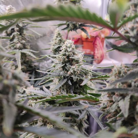 Medusa (Black Runtz) growlog timeline photo