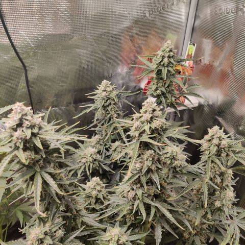 Medusa (Black Runtz) growlog timeline photo