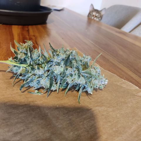 Medusa (Black Runtz) growlog timeline photo