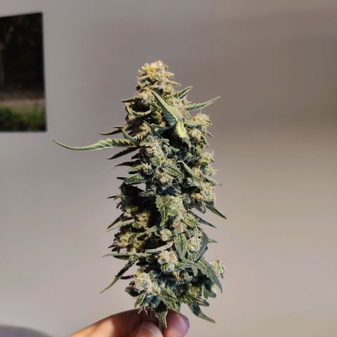 Medusa (Black Runtz) growlog timeline photo
