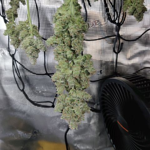 Medusa (Black Runtz) growlog timeline photo