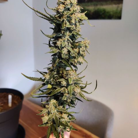 Medusa (Black Runtz) growlog timeline photo
