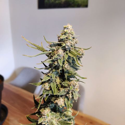Medusa (Black Runtz) growlog timeline photo