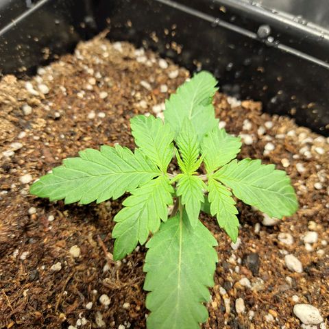 Auto Berry Eyes  growlog timeline photo