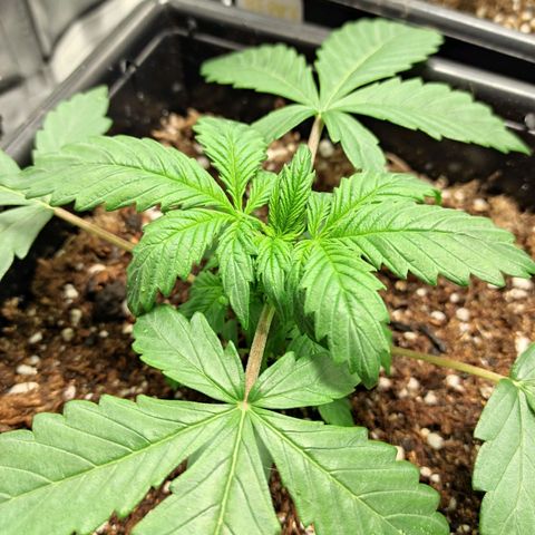 Big Bud Autoflower growlog timeline photo