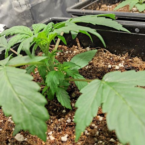 Big Bud Autoflower growlog timeline photo