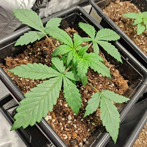 Big Bud Autoflower growlog timeline photo