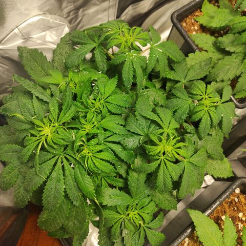 Big Bud Autoflower growlog timeline photo