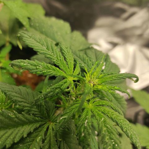 Auto Berry Eyes  growlog timeline photo