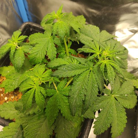 Auto Berry Eyes  growlog timeline photo