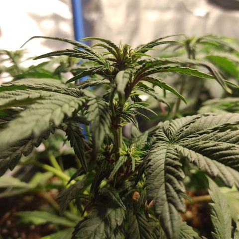 Auto Berry Eyes  growlog timeline photo