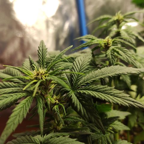 Auto Berry Eyes  growlog timeline photo