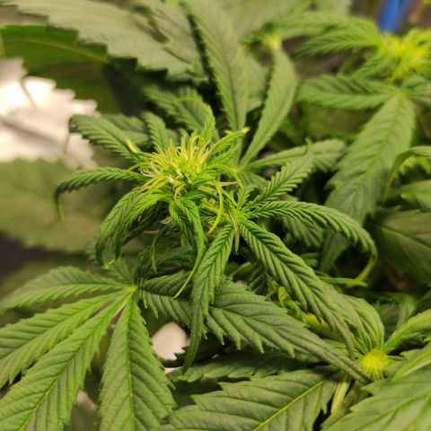 Big Bud Autoflower growlog timeline photo