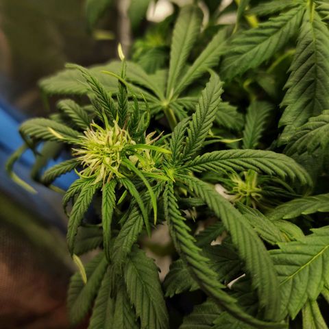 Big Bud Autoflower growlog timeline photo