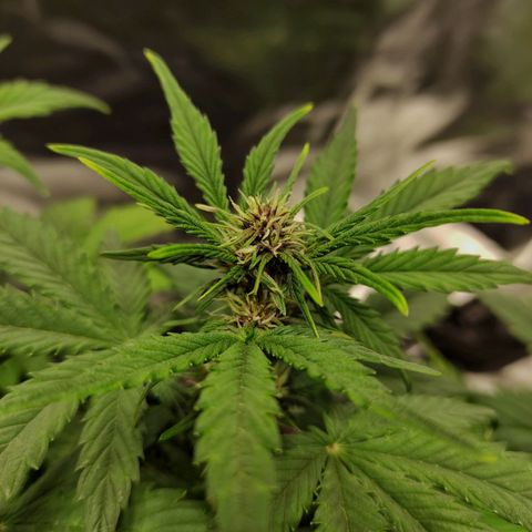 Auto Berry Eyes  growlog timeline photo
