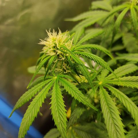 Big Bud Autoflower growlog timeline photo