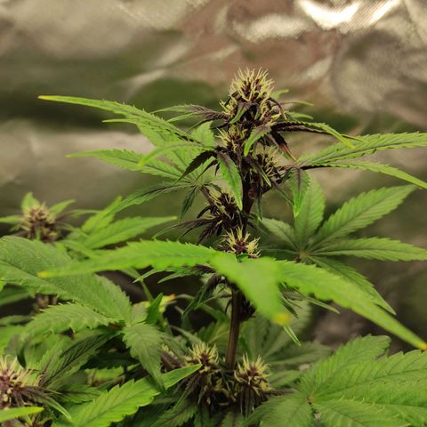 Auto Berry Eyes  growlog timeline photo