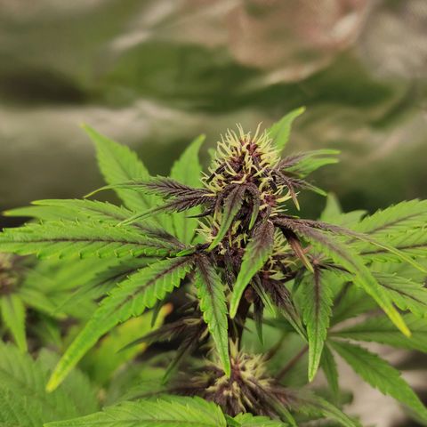Auto Berry Eyes  growlog timeline photo