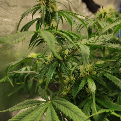 Big Bud Autoflower growlog timeline photo