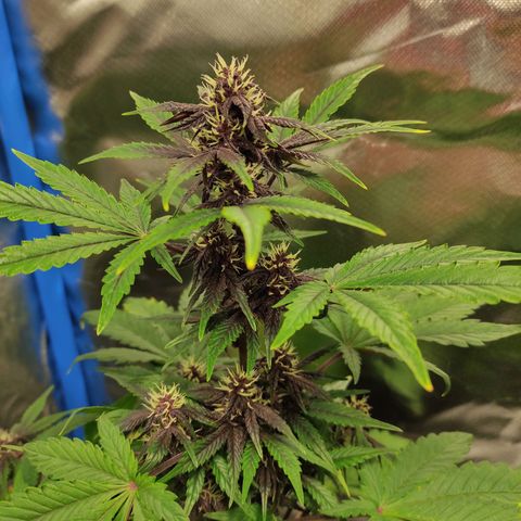 Auto Berry Eyes  growlog timeline photo