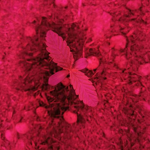 Aliens  growlog timeline photo