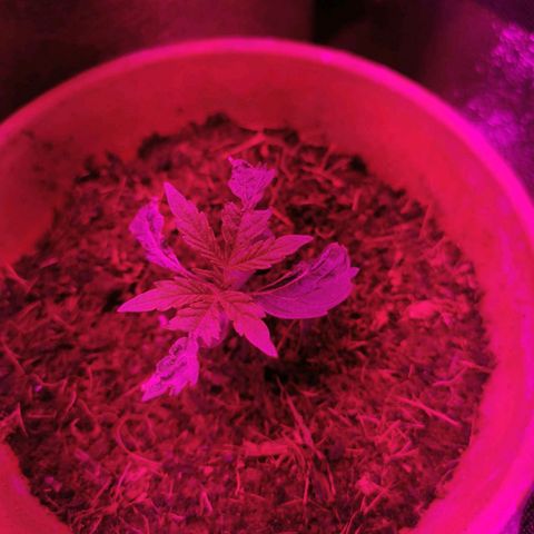 3 Random Thais growlog timeline photo