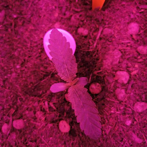 Aliens  growlog timeline photo