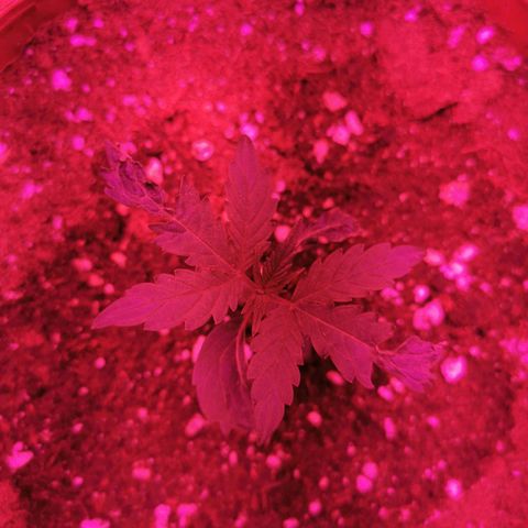 3 Random Thais growlog timeline photo