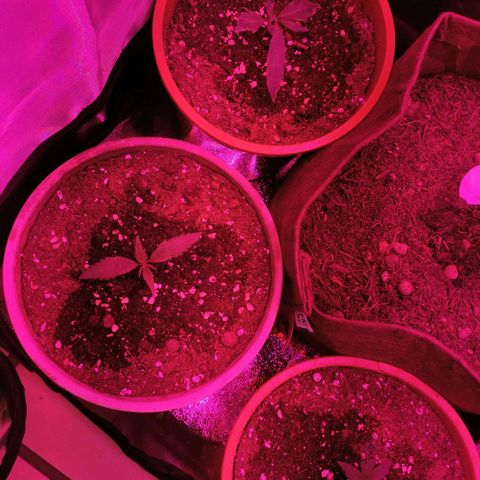 3 Random Thais growlog timeline photo