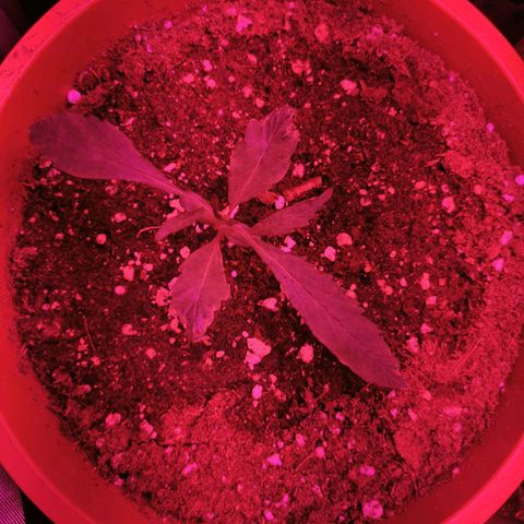 3 Random Thais growlog timeline photo