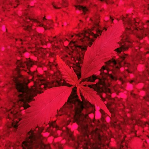 3 Random Thais growlog timeline photo