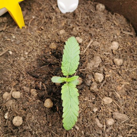 Aliens  growlog timeline photo