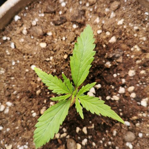 3 Random Thais growlog timeline photo