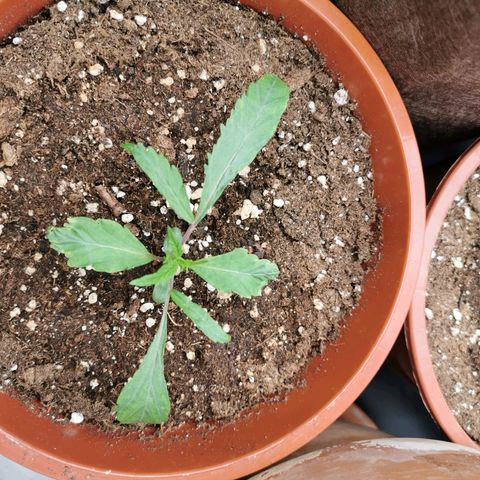 3 Random Thais growlog timeline photo