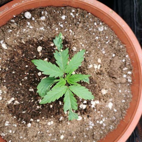 3 Random Thais growlog timeline photo