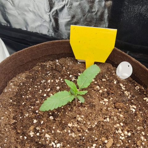 Aliens  growlog timeline photo