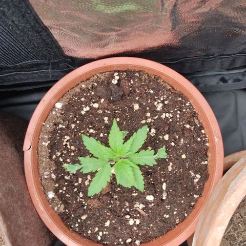 3 Random Thais growlog timeline photo