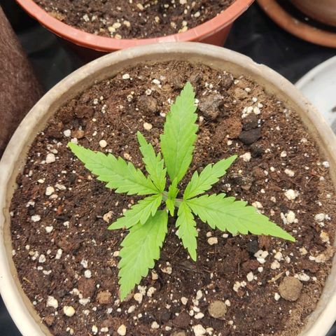 3 Random Thais growlog timeline photo