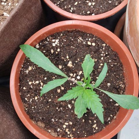 3 Random Thais growlog timeline photo