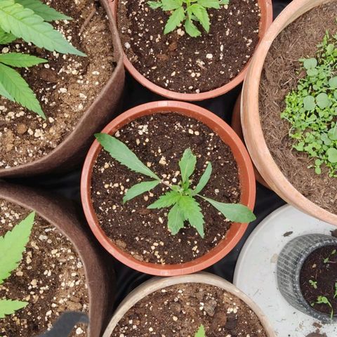 3 Random Thais growlog timeline photo