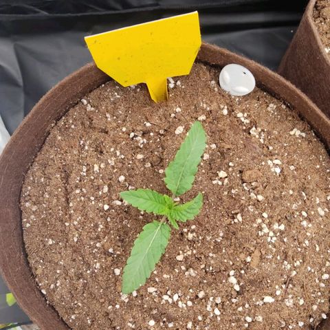 Aliens  growlog timeline photo