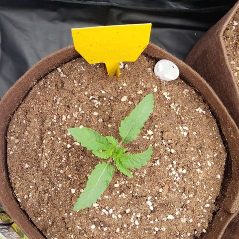 Aliens  growlog timeline photo