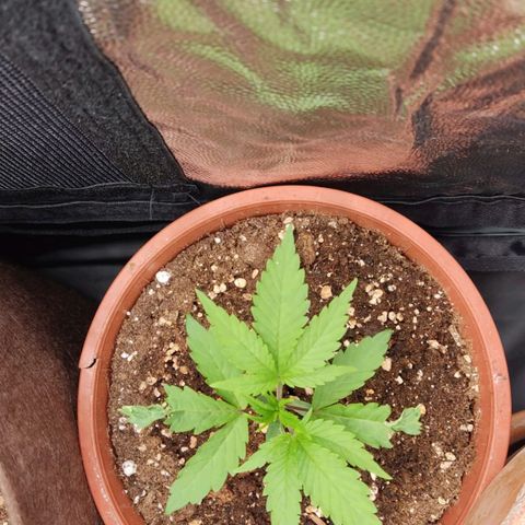 3 Random Thais growlog timeline photo