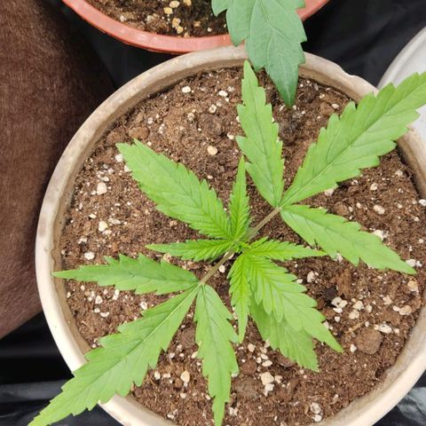 3 Random Thais growlog timeline photo